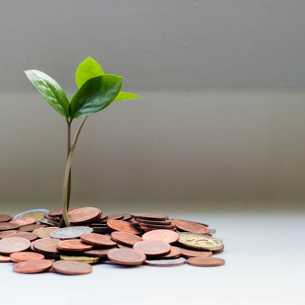 Paid Ads & PPC Management
